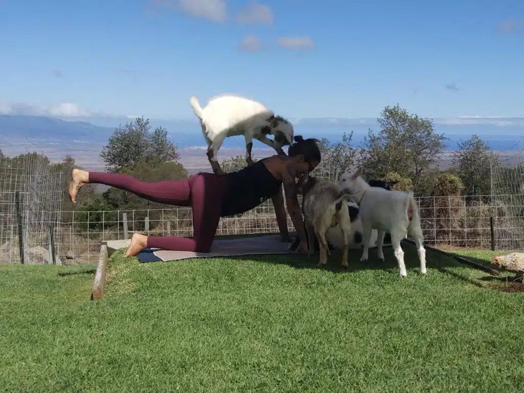 Maui Goat Yoga