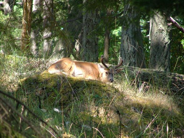 Jones Island Buck