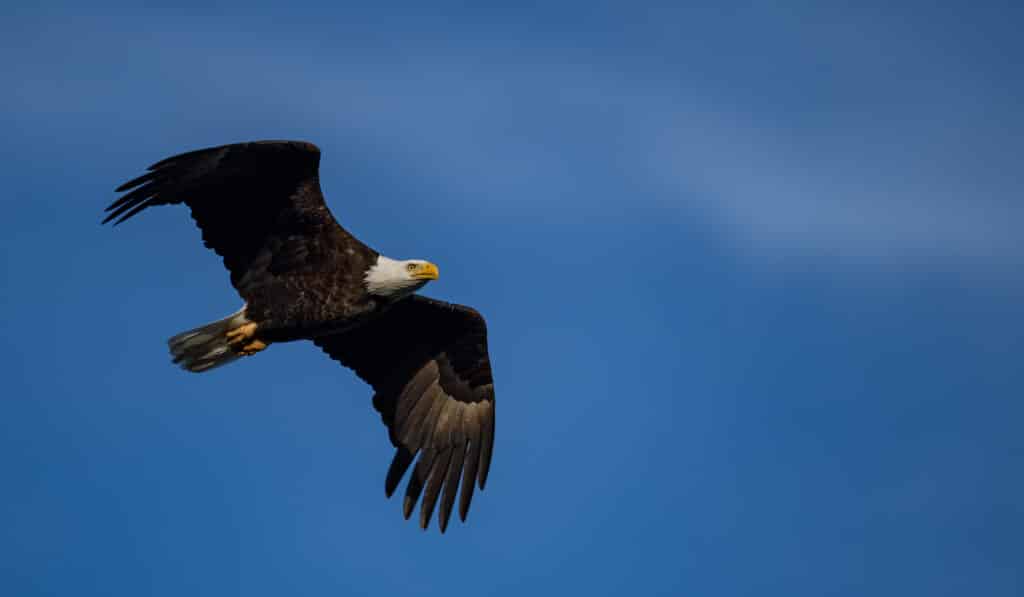 Bald Eagle in flight