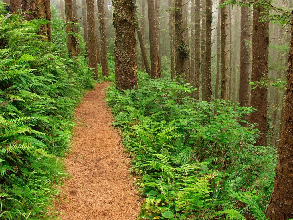 Hiking in Oregon: 10 trails with incredible views that are perfect for beginners