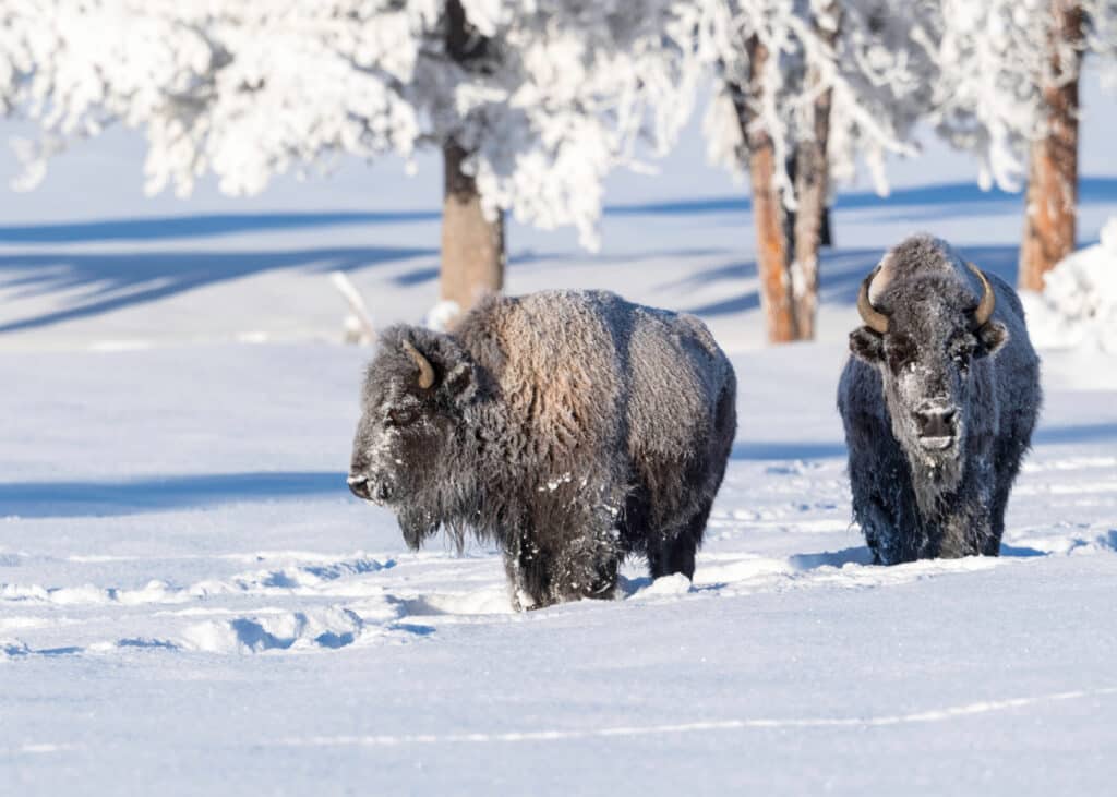 Discover the Unique Charm of US National Parks in Winter
